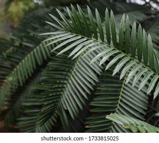 large palm leaves Raffia palms and Metroxylon in a greenhouse in the Botanical Garden of Moscow University "Pharmacy Garden" or "Aptekarskyi ogorod"