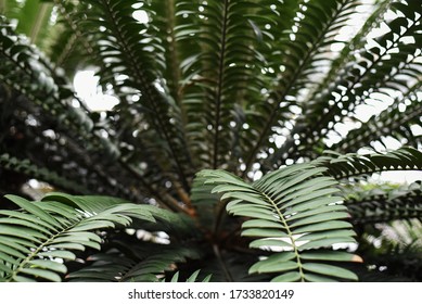 raffia palm leaf