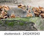 Large pampas rabbit hides in the leaves. Animal in natural environment. Dolichotis patagonum. Big Mara. Patagonian mara.	