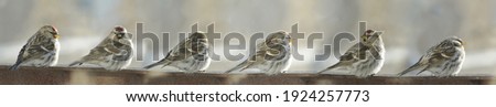 Large panorama. Bird Redpoll (Acanthis flammea) perched on a metal support against a gray sky, close up