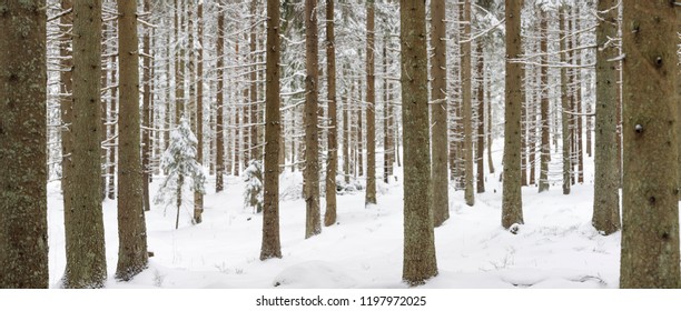 Large Panorama Of Snowy Forest At Winter