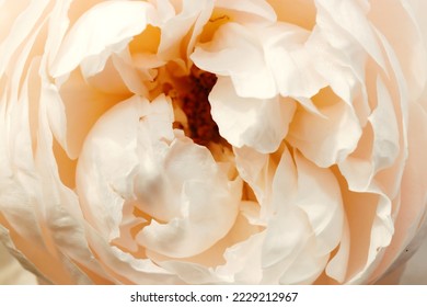 Large pastel ivory pink creamy colored rose flowerhead, close up macro photography. - Shutterstock ID 2229212967