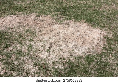 Large patch of dead grass and snow mold on a green lawn