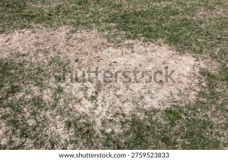 Large patch of dead grass and snow mold on a green lawn