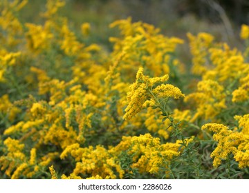 A Large Patch Of Golden Rod.