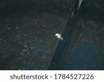 A large patch of white bird droppings on the hood of a black car.
