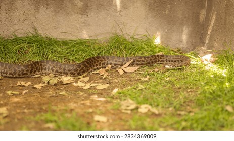 Large Patterned Python Slithering Through Grass in Outdoor Habitat