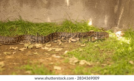 Large Patterned Python Slithering Through Grass in Outdoor Habitat