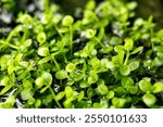 Large Pearl grass carpeting plant "Micranthemum Monte Carlo" for  aquarium plants 