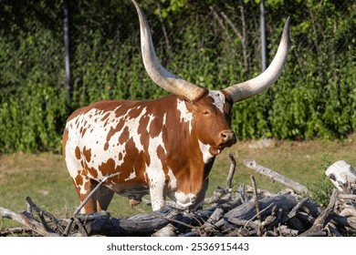 Large pedigree bull Watussi orange with white spots with large horns in field near pile of dry trees under the sun - Powered by Shutterstock