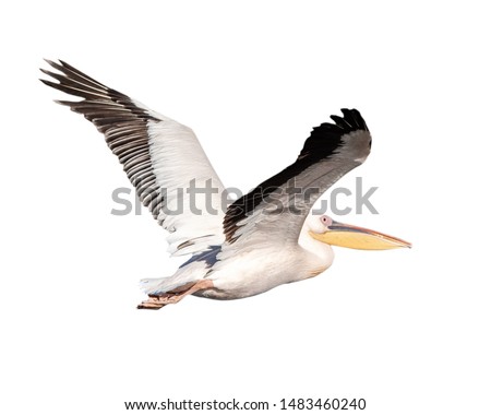 Large pelican bird in flight with wings spread wide. Isolated on white. 