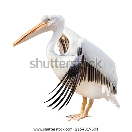 large pelican isolated on white background
