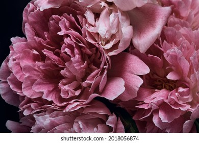 large peony flowers close-up on a dark background. color petals painted in dusty pink color in macro photo. moody floral, dark key.