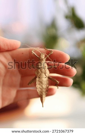A large Phasmatodea is on a woman's hand. There are plants in the background.