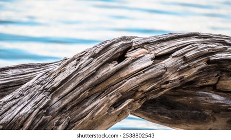 A large piece of driftwood is floating in the water. The wood is weathered and has a rough texture. The water is calm and clear, creating a peaceful atmosphere - Powered by Shutterstock