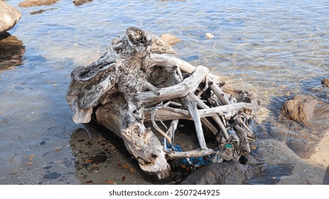 A large piece of driftwood on the beach with intricate roots lies in clear water - Powered by Shutterstock