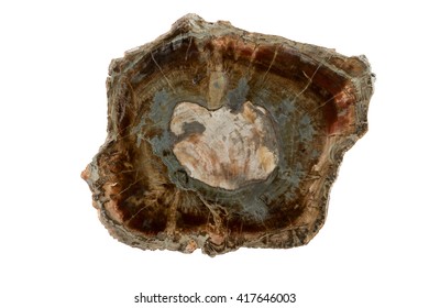 Large piece of fossil wood isolated