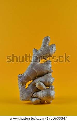 Large piece of fresh Root Ginger on a yellow background. Fresh organic ginger