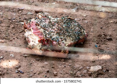 Large Piece Of Meat, Left By A Lion, Is Overcast And Colored Black By Cluster Flies