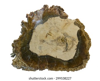 Large piece of polished, fossilized wood, isolated on white. 23cm across.