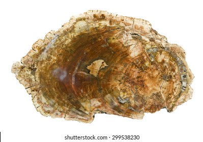 Large piece of polished, fossilized wood, isolated on white. 24cm across.