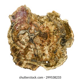 Large piece of polished, fossilized wood, isolated on white. 25cm across.