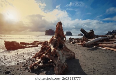Large pieces of driftwood creating natural sculptures on First Beach in La Push, Washington at sunset