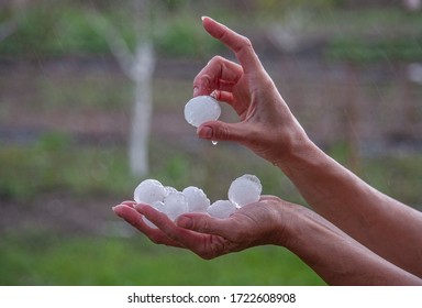Large pieces of hail in the palm of a large plan