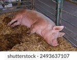 Large pig laying on hay in mud inside agricultural farm