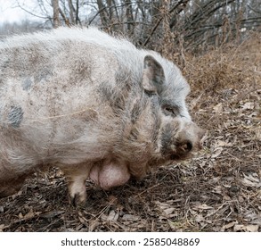 A large pig with a large lump on its side. The pig is in a field with trees in the background