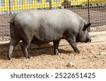 A large pig is walking through a dirt field. The pig is covered in mud and he is dirty