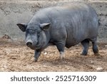 A large pig is walking through a dirt field. The pig is black and white and he is quite large