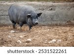 A large pig is walking through a dirt field. The pig is black and white and he is quite large