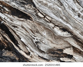 A large pile of driftwood is resting on top of a beautiful sandy beach - Powered by Shutterstock