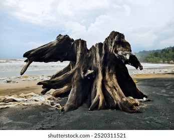 A large pile of driftwood is resting on top of a beautiful sandy beach - Powered by Shutterstock