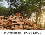 A large pile of firewood on the meadow. Trees has been cut and split into firewood to be used as fuel for heating in fireplaces and furnaces in the.