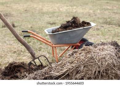a large pile with rotted manure, village pitchforks and a garden wheelbarrow in the background in the field. work on fertilizing the vegetable garden