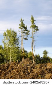 A large pile of tree branches at a logging camp.