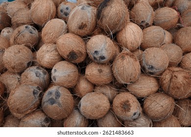A large pile of whole dried coconuts with fibrous, textured husks, grouped together in an outdoor setting. The coconuts exhibit natural variations in color and shape.