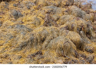 Large Piles Of Brown Algae Ascophyllum Nodosum Knotted Kelp On A Rocky Shore. The Low Tide Carried Aquatic Plants To The Shore.