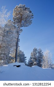 A Large Pine Tree Covered In Crystalline Frost. Coniferous Trees In Atmospheric Icing.