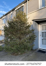 A Large Pine Tree In Front Of The House