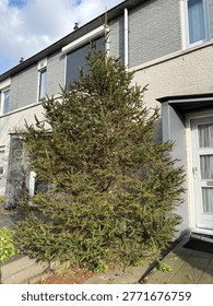 A Large Pine Tree In Front Of The House