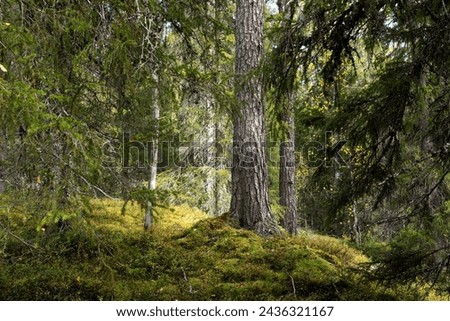 A large Pine tree growing in an old-growth coniferous forest growing on a slope in Närängänvaara near Kuusamo, Northern Finland