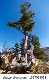 A large pine tree has managed to thrive growing out of granite boulders.