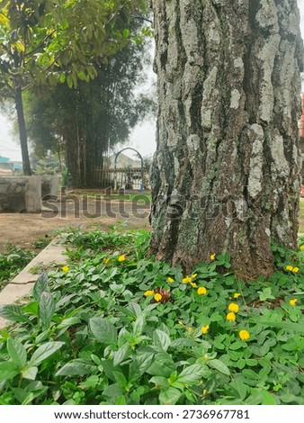 Large pine tree trunk with Arachis pintoi or pinto peanut covering the ground