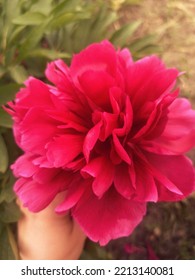 Large Pink Crimson Peony Flower Close Up