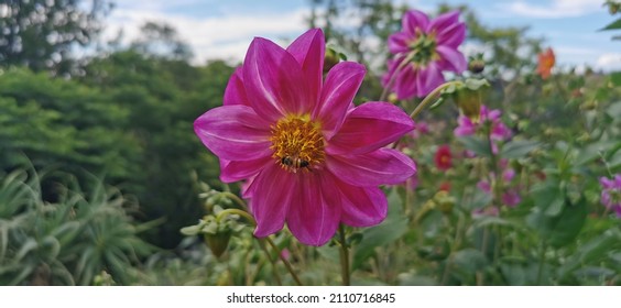 Large Pink Flower With African Honey Bee. 