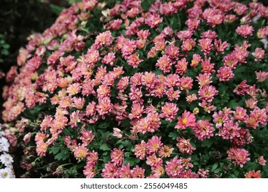 A large pink flower bed with many pink flowers. The flowers are in full bloom and are arranged in a way that makes the bed look very pretty - Powered by Shutterstock