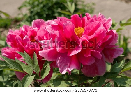 large pink flowers of the tree peony (Paeonia suffruticosa) with leaves in the garden